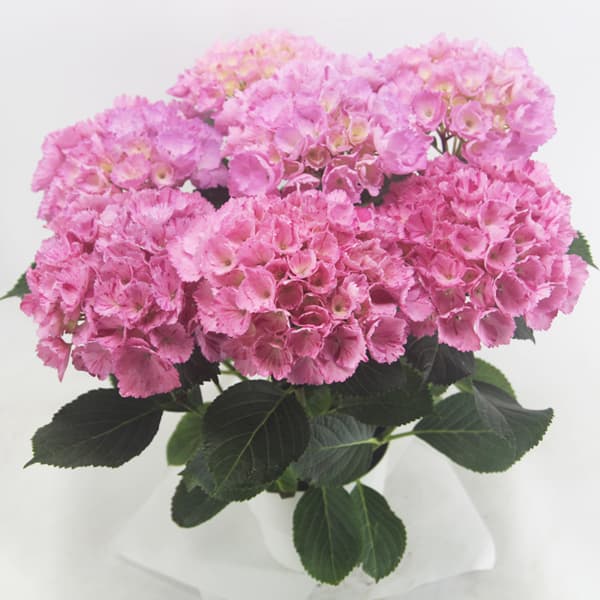 園芸ネット本店｜アジサイ：スプラッシュ（ピンク） 5号鉢植え の通販