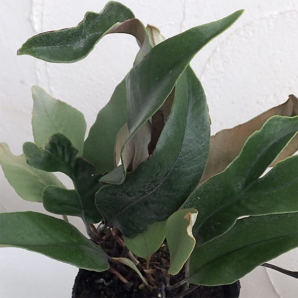 園芸ネット本店｜シダ：ヒトツバ3.5号ポット の通販【公式】