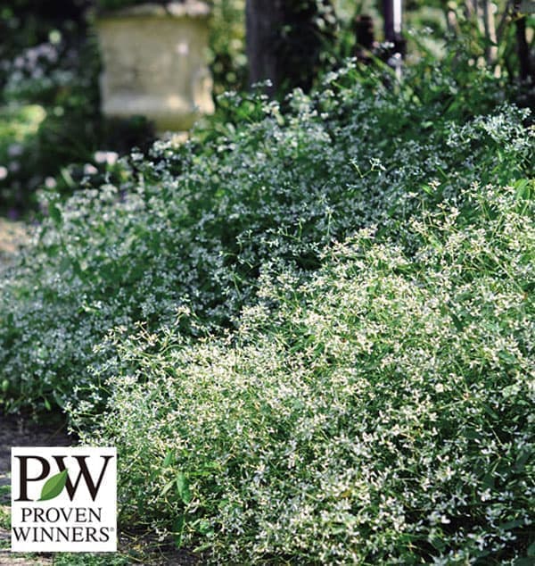 園芸ネット本店｜[送料無料]ユーフォルビア：ダイアモンドフロスト3