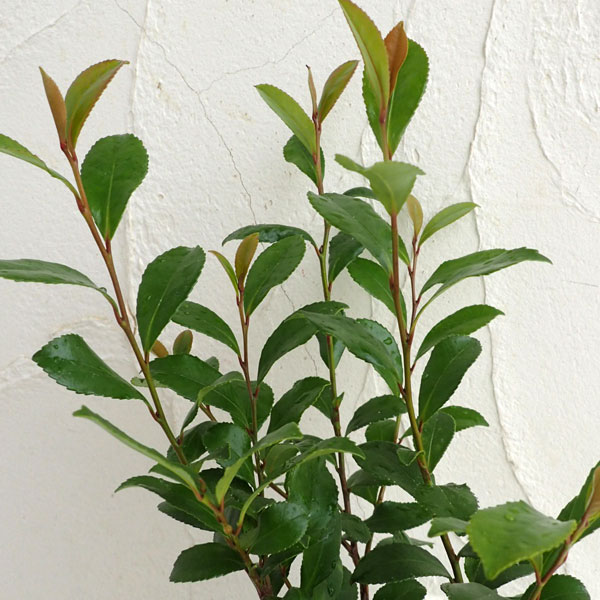 46 福井県産 天然山採り ヒサカキ ヒサカキ 『白天 -はくてん