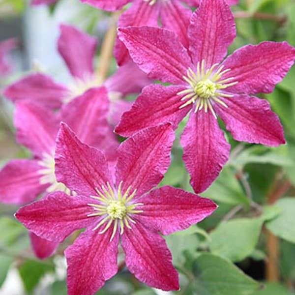 園芸ネット本店｜クレマチス：ソングス4.5号ポット の通販【公式】