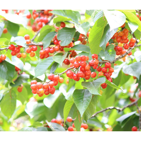 園芸ネット本店｜サクランボ：だんちおうとう（暖地桜桃）4～5号ポット