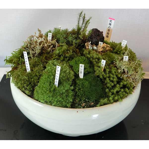園芸ネット本店｜苔盆栽(小） の通販【公式】