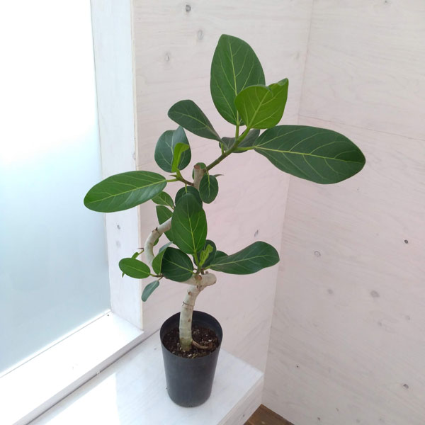 園芸ネット本店｜フィカス：ベンガレンシス（曲がり） 5号鉢植え の