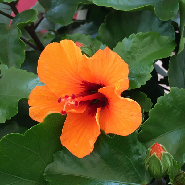 園芸ネット本店｜ハイビスカス・ニューロングライフ プチオレンジ5号