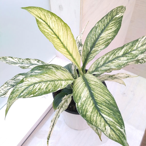 園芸ネット本店｜スパティフィラム：センセーション（斑入り） 5号