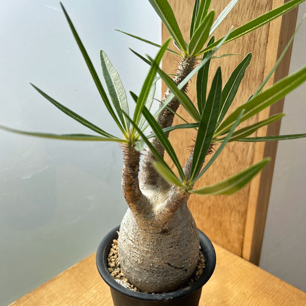 園芸ネット本店｜パキポディウム：グラキリス 2.5号No.4 の通販【公式】