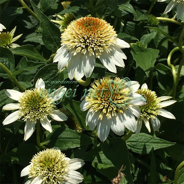 園芸ネット本店｜エキナセア：ミルクシェイク3-3.5号ポット の通販【公式】