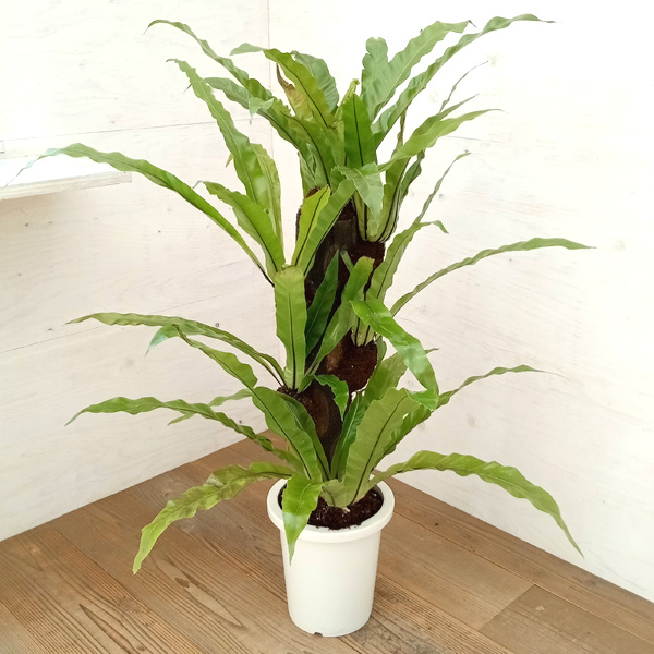 園芸ネット本店｜オオタニワタリ(大谷渡り） ヘゴ仕立て 8号 の通販