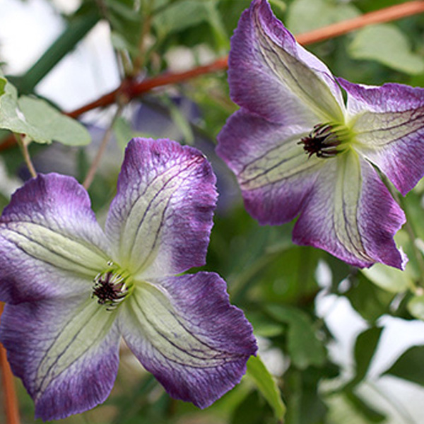 園芸ネット本店｜クレマチス：ルノカ4.5号ポット(ビチセラ系) の通販