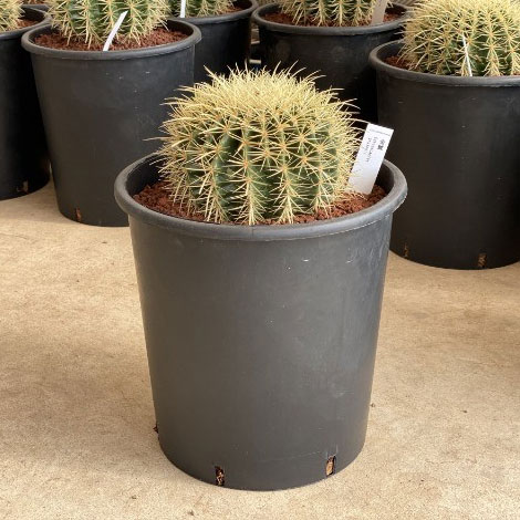 園芸ネット本店｜サボテンの王様：金シャチ（キンシャチ・金鯱）8号