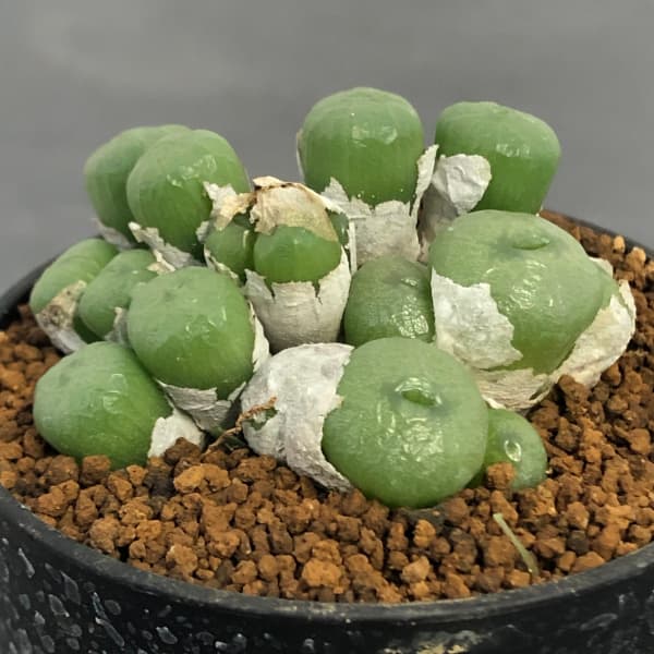 園芸ネット本店｜コノフィツム（原種系）：ミニスクルムLAV26016w 2号