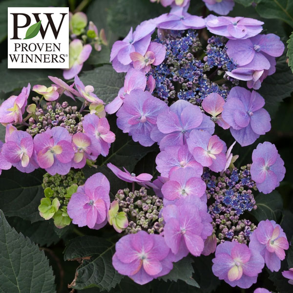 園芸ネット本店｜[26年5月中下旬予約]ヤマアジサイ：タフスタッフ