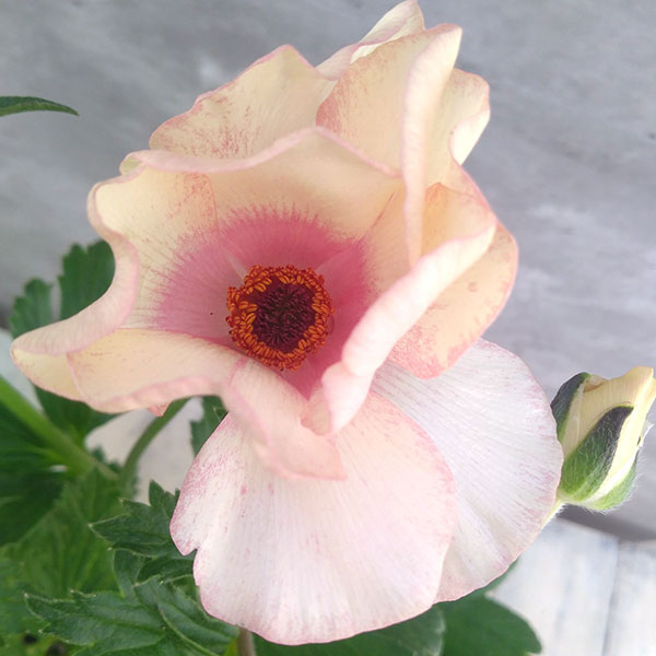 園芸ネット本店｜ラナンキュラス：ラックス メリッサ3.5-4号ポット の