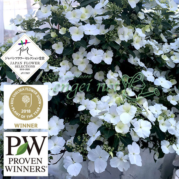 園芸ネット本店｜[春の鉢花予約]ラグランジア（アジサイ）：ブライダル