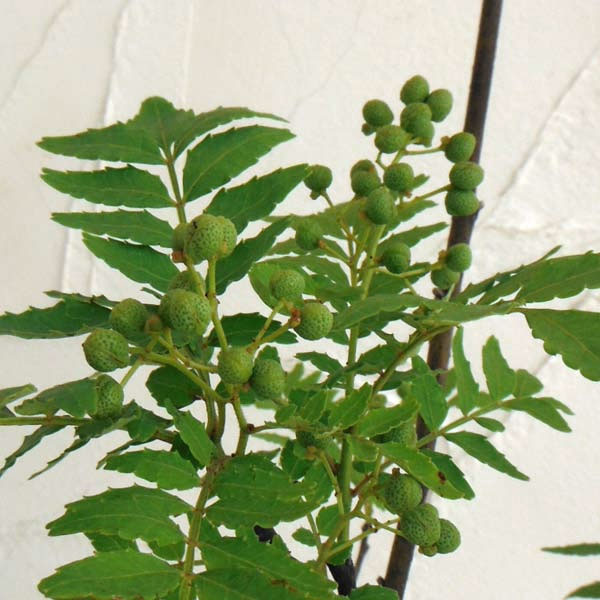 園芸ネット本店｜山椒（サンショウ）：朝倉（アサクラ）3号ポット の