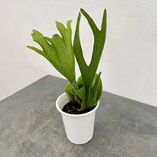 園芸ネット本店｜ビカクシダ：（コウモリラン）：グランデ 4号鉢入り