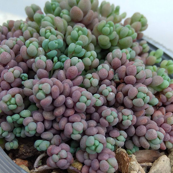 園芸ネット本店｜セダム： パープルヘイズ2.5号ポット 2株セット の