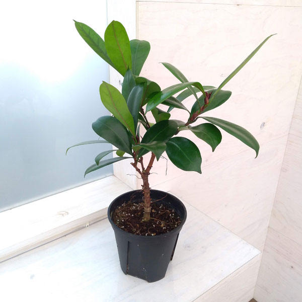 園芸ネット本店｜フィカス：キアティスティプラ 5号鉢植え の通販【公式】