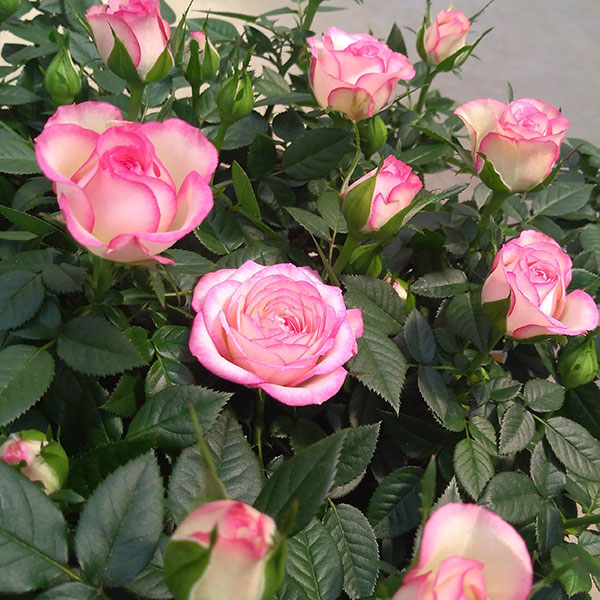 園芸ネット本店｜ミニバラ：カルーセル・コルダーナ3-3.5号ポット の