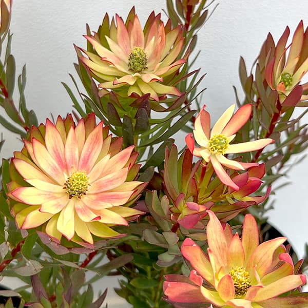 園芸ネット本店｜[ザ・ファームセレクト]リューカデンドロン：エイミー