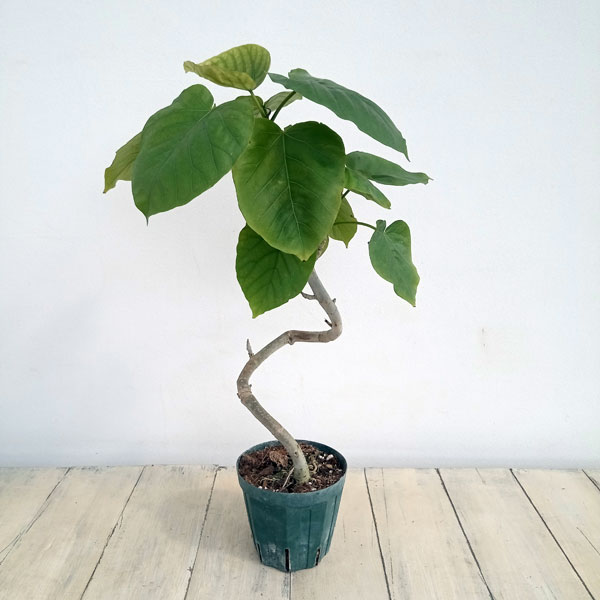 園芸ネット本店｜フィカス：ウンベラータ（曲がり仕立て）4号ポット の