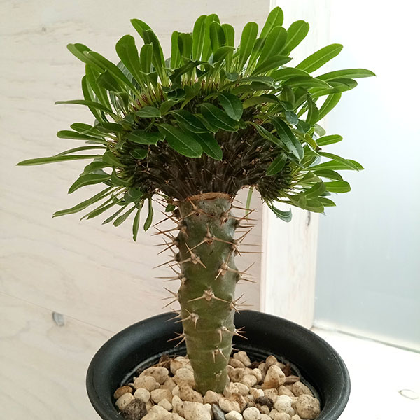 園芸ネット本店｜パキポディウム：ラメリー（綴化接木）4号23-03 の