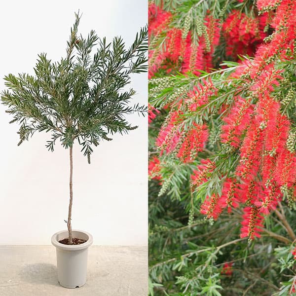 園芸ネット本店｜カリステモン（金宝樹・ブラシノキ）：ドーソンリバー