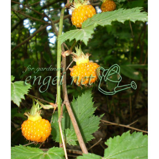 園芸ネット本店｜日本の木いちご（キイチゴ）：モミジイチゴ 3号ポット