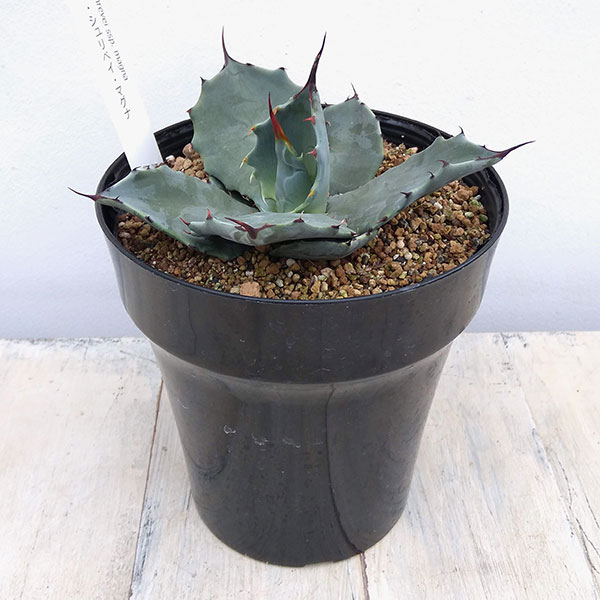 アガベ 値下げ‼️超大株 輸入株 シュリペイマグナ アガベ 超特大 輸入