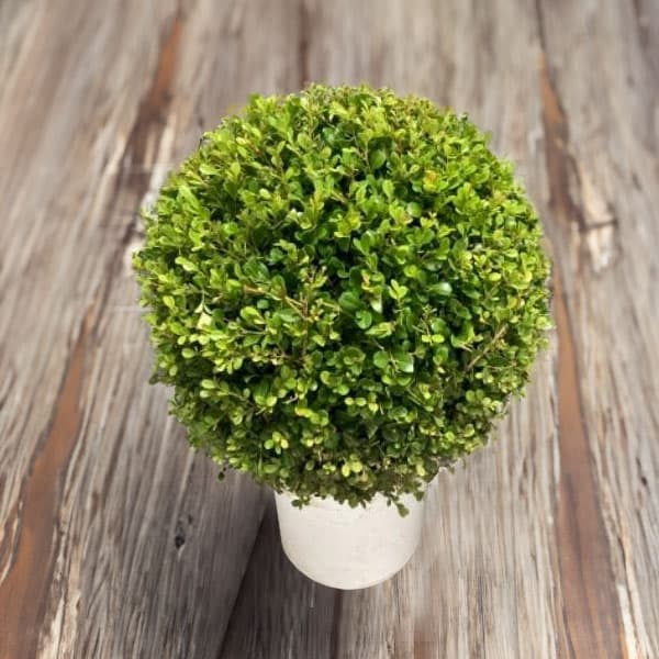 園芸ネット本店｜[送料無料]ボックスウッド（西洋ツゲ）玉仕立て10号