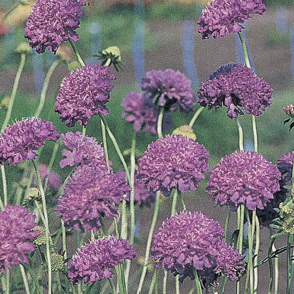 園芸ネット本店｜スカビオサ：パープル（No.1）3号ポット 2株セット の