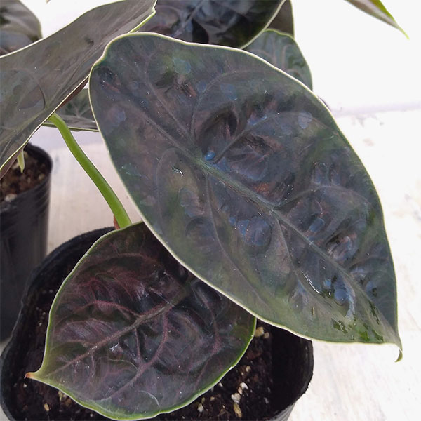 園芸ネット本店｜アロカシア：アズラニー 3.5号ポット の通販【公式】