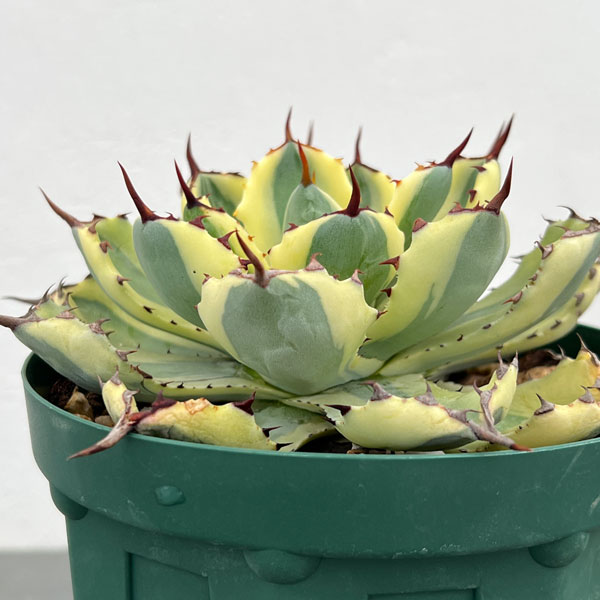 園芸ネット本店｜アガベ：スーパークラウン 5号スリット鉢22-03 の通販