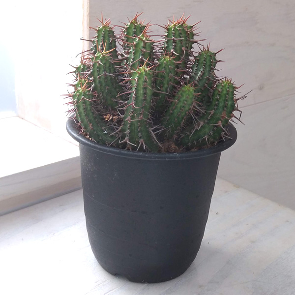 園芸ネット本店｜ユーフォルビア：ゴイサナ 3号 の通販【公式】