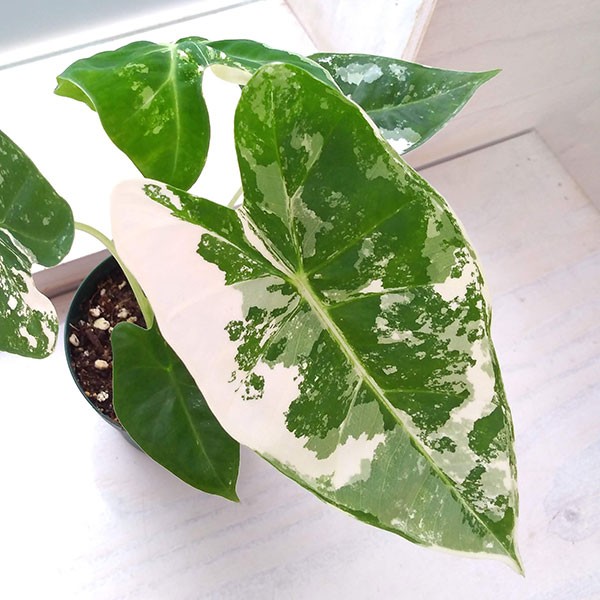 園芸ネット本店｜アロカシア：グリーンベルベット（斑入り） 3.5号鉢