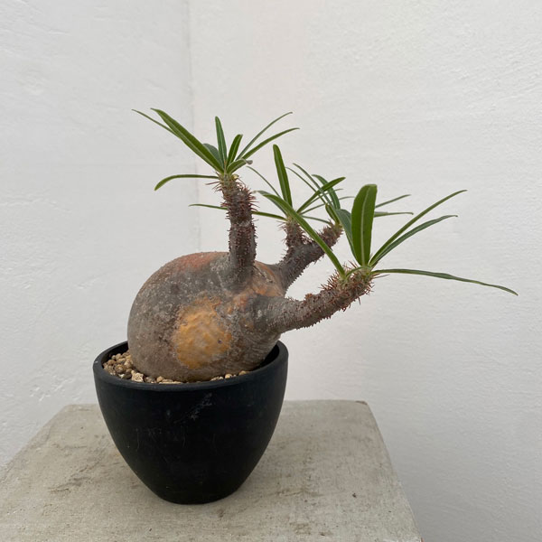 園芸ネット本店｜パキポディウム：グラキリス（発根済み株）3.5号