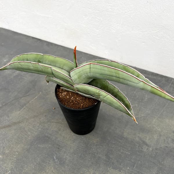 園芸ネット本店｜[ザ・ファームセレクト]サンセベリア：エレンベルギー