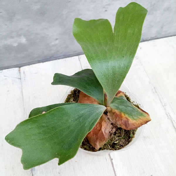 園芸ネット本店｜ビカクシダ（コウモリラン）：エラワン3号ポット の