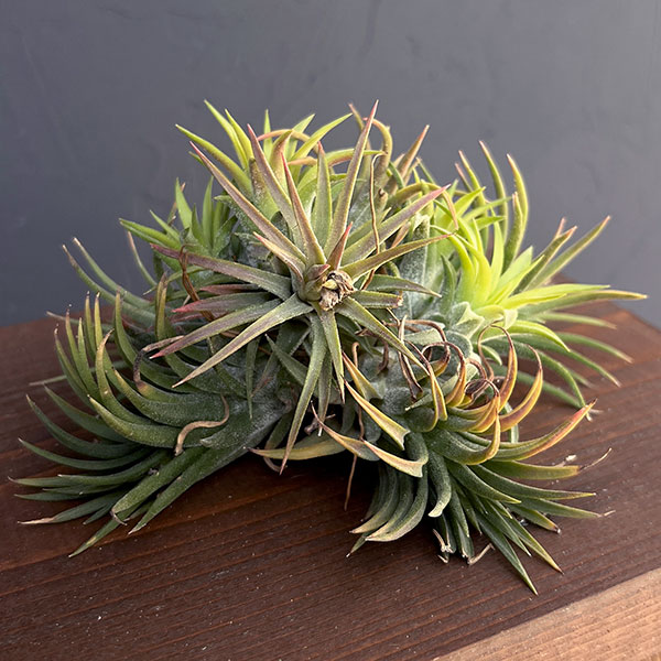 園芸ネット本店｜チランジア：Mayan Town Pole No.2988 の通販【公式】