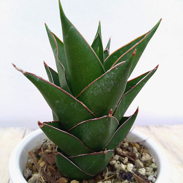 園芸ネット本店｜[ザ・ファームセレクト]サンセベリア：グリーン