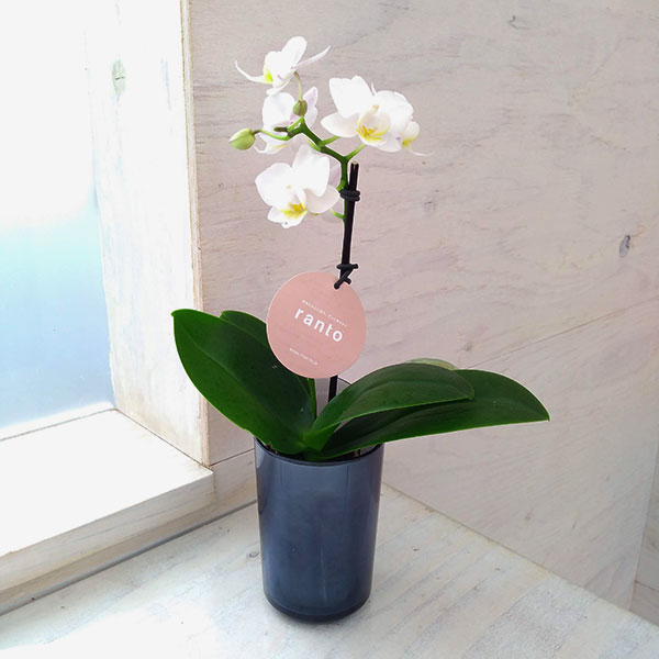 園芸ネット本店｜[送料無料][ギフトに]ミディ胡蝶蘭：ラント Sサイズ