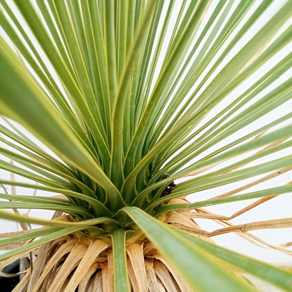 園芸ネット本店｜[送料無料]（わけあり特価）ユッカ：ロストラータ 9号