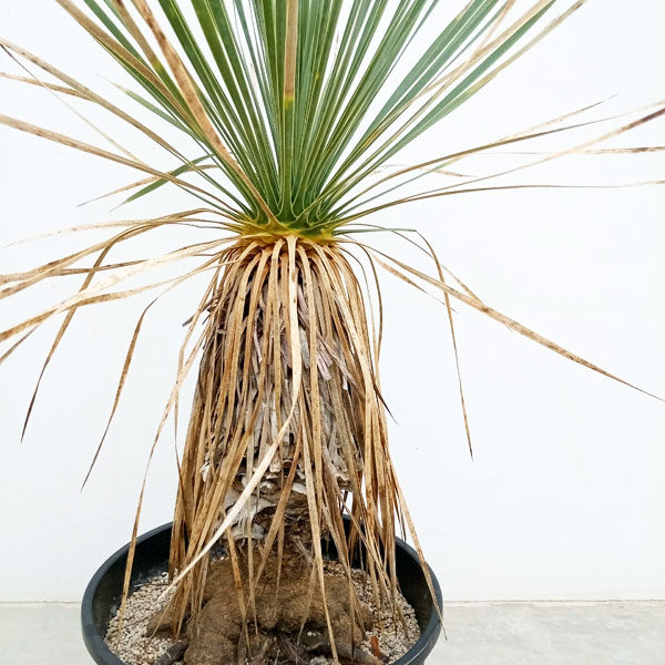 園芸ネット本店｜[送料無料]（わけあり特価）ユッカ：ロストラータ 9号