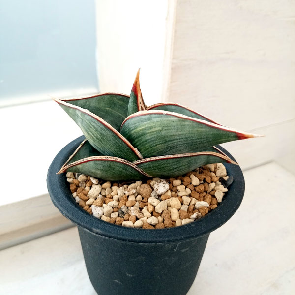 園芸ネット本店｜（わけあり特価）サンセベリア：ロリダ バリエガータ