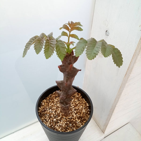 園芸ネット本店｜（わけあり特価）ベイセリア：メキシカーナ 3号鉢植え