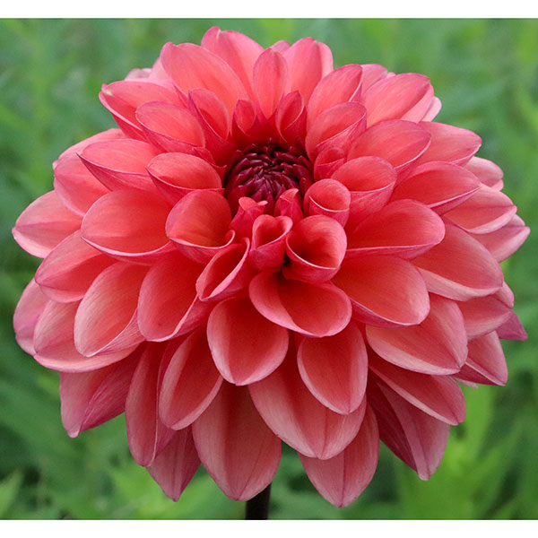 園芸ネット本店｜[26年3月中下旬予約]ダリアの球根：（中輪