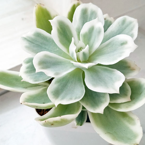 園芸ネット本店｜エケベリア：レモンローズ錦 2.5号ポット の通販【公式】