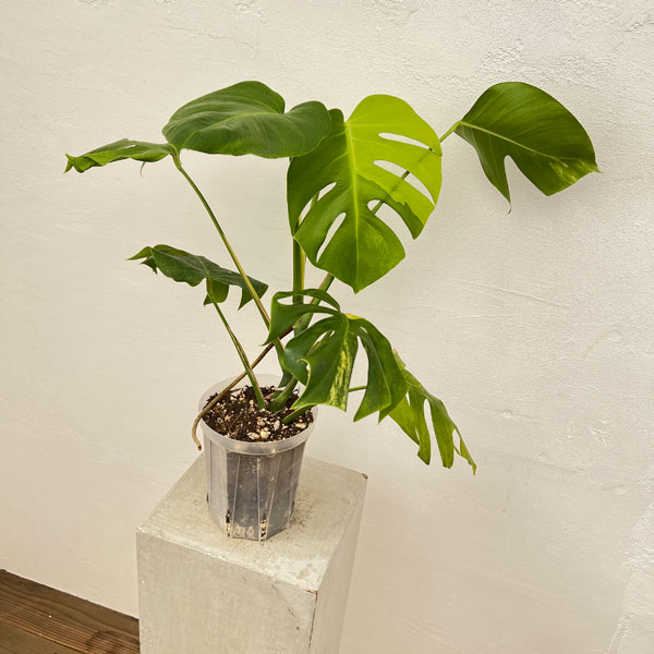 園芸ネット本店｜モンステラ：イエローモンスター 5号鉢植え22-01 の