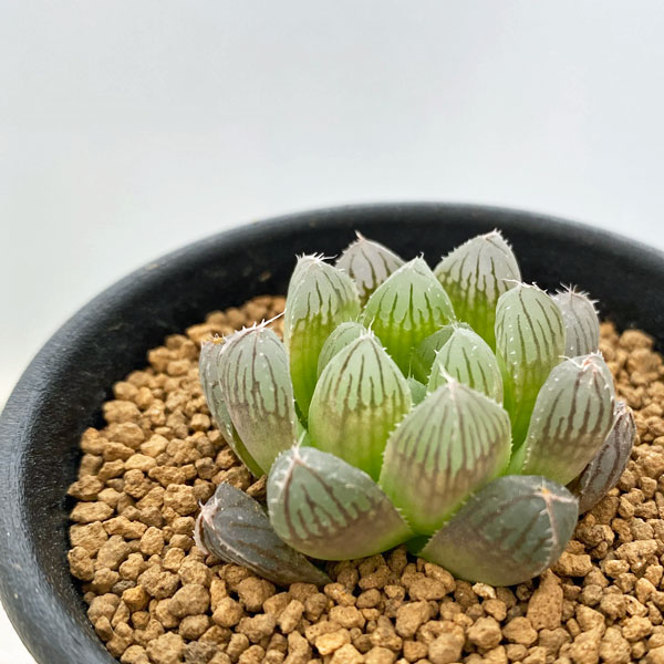 園芸ネット本店｜ハオルチア：紅雫 2.5号 の通販【公式】